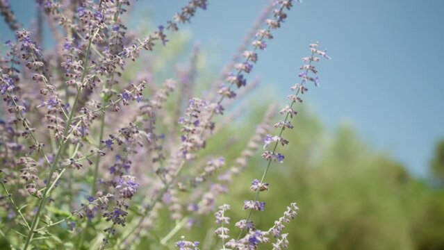 Close pan shot of a lavender bush moving in the wind.