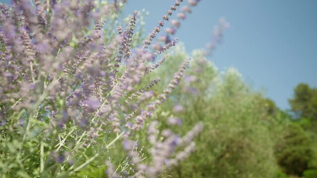 Pan shot with a focus shift from green trees in the back to a lavender bush in the front.