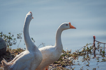 white chinese geese by the blue lake