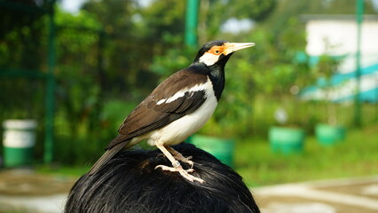 Indonesian Suren Starling bird closeup