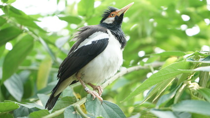 Indonesian Suren Starling bird closeup