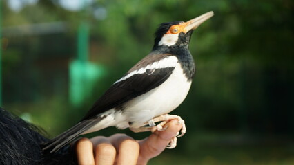 Indonesian Suren Starling bird closeup