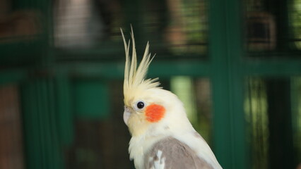 Austrian parakeet in a cage