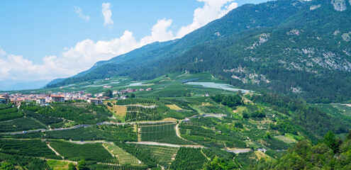 Panoramic view of the Val di Non at summer season. Scenic view of vineyards and apple tree garden...