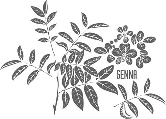 Senna leafs with flowers vector silhouette. Sennae folium medicinal herbal outline. Senna alexandrina silhouette for pharmaceuticals and cosmetology. A set of Senna plant outlines.
