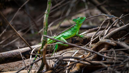 Detail of the head and face of a green basiliscus plumifrons or plumed basilisk, in Costa Rica 
