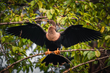 Anhinga (snakebird, darter or water turkey) perched on a branch of a tree with both wings open and extended. Tortuguero, Costa Rica.