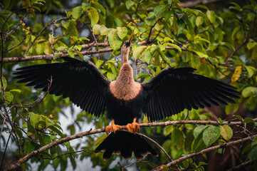 Anhinga (snakebird, darter or water turkey) perched on a branch of a tree with both wings open and extended. Tortuguero, Costa Rica.