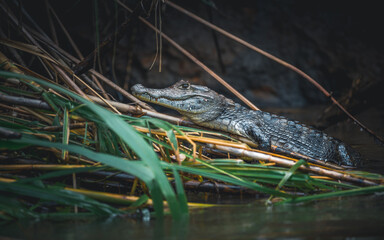 Close up image of the head of a wild alligator sticking out of the water, with detail of its eyes. Costa Rica.