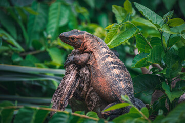 Detail of the head and face of a black iguana or black spiny-tailed iguana (Ctenosaura similis), between green leaves in Corcovado, Costa Rica