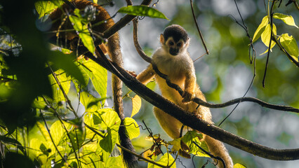 Baby wild squirrel monkey on a brunch in Corcovado (Costa Rica)	
