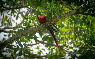Wild red macaw parrot, with blue and yellow wings, perched on a branch in a tropical forest