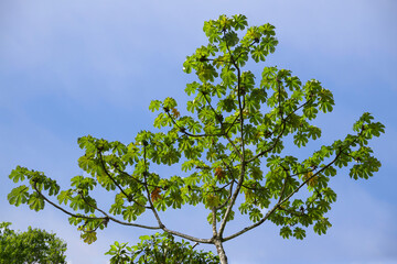 Embauba tree (Cecropia obtusifolia), Typical plant from Tropical Cloud Forest, Manu National Park, Peru