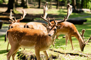 Several deer are grazing on a meadow in the forest. Sunny summer day.