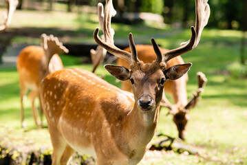 Deer looking in the camera, in the forest. Sunny summer day.