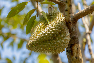 Selective focus of young Durian (king of fruits) on the tree, Durio zibethinus is a large, spiky...