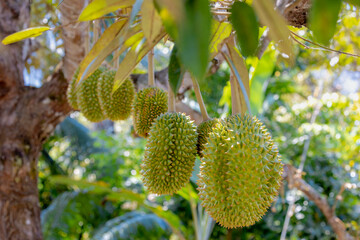 Selective focus of young Durian (king of fruits) on the tree, Durio zibethinus is a large, spiky and greenish-brown in Malvaceae family, Edible fruit in orchard in Southeast, Asia Nature background.