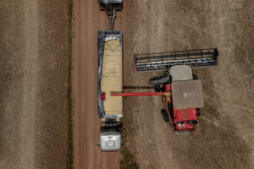 soybean harvest and red tractor and truck  