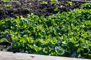Fresh green growing lambs lettuce growing in the raised bed in early spring as a symbol for fresh an healthy food 