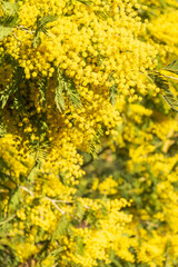 Close-up of the flowers of the mimosa tree, vertically, selective focus, in the Quinta de los Molinos park, in Madrid