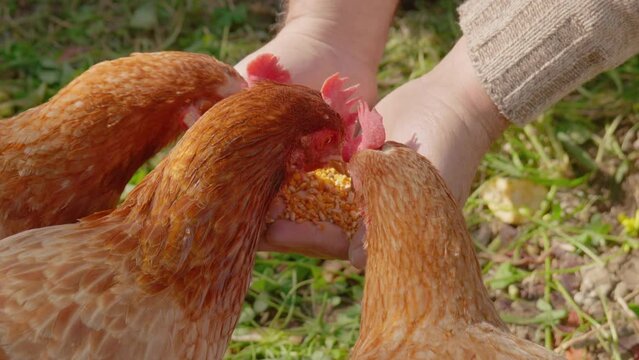 Man feeding hens from hand in the farm. Free-grazing domestic hen on a traditional free range poultry organic farm.
