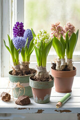 Hyacinths in pots standing on a table. AI generativ.