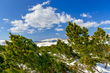 Fototapeta na wymiar Mountain pine or creeping pine (Pinus mugo) forest growing on the high mountain plateaus, covered with snow. Old growth of evergreen trees in the Alps. Beautiful alpine scenery of natural environment