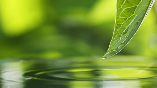 Drops of water slowly fall and splash from green leaf down to the surface of the lake. Green water splash nature background. Greeen nature zen background