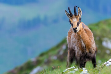 Chamois or Rupicapra rupicapra, a majestic species of wild goat from the Alps, in its natural...