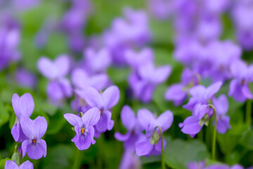 Flower bed with Common violets (Viola Odorata) flowers in bloom, traditional easter flowers, flower background, easter spring background. Close up macro photo, selective focus.