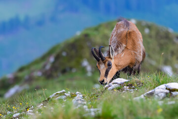 Chamois or Rupicapra rupicapra, a majestic species of wild goat from the Alps, grazing in its natural alpine habitat. Beautiful portrait of a hairy horned Carpathian mountain goat, blurred background