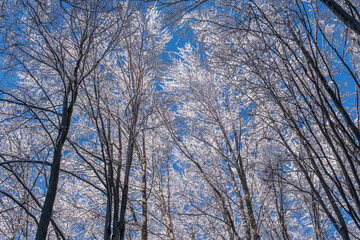 Winter snow-covered trees with clear blue sky background. White snow on tree branches on a frosty winter day. Natural background. Majestic winter landscape. Christmas holiday concept.