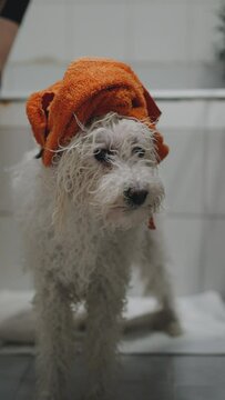 Close up video shot of cute little poodle wearing orange towel turban on the head after having a bath