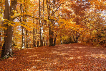 Autumn beech forest with sun rays among yellow leaves. Golden bright mystical mysterious landscape with fabulous trees. A journey through the forest. Beauty of nature. Natural background for design