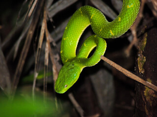 A snake in the middle of the night, Costa-Rica