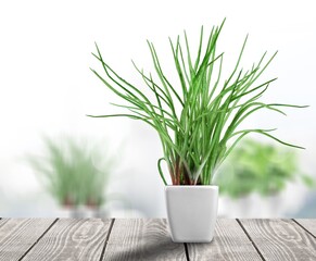 Potted house green plant on the windowsill