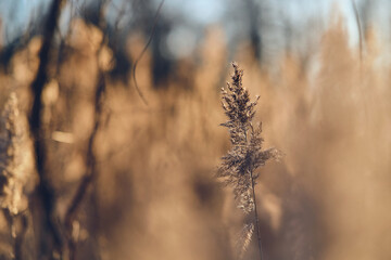 Obraz premium Reed grass in sunlight. High quality photo