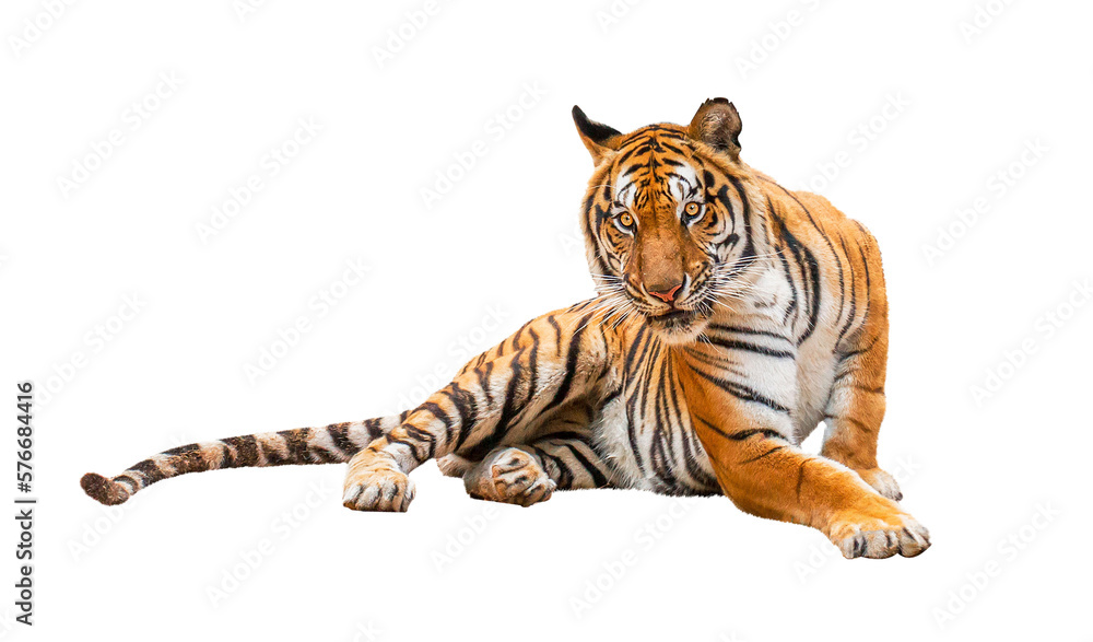 Wall mural royal tiger (p. t. corbetti) isolated on on transparent background. png file. clipping path included