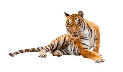 royal tiger (P. t. corbetti) isolated on on transparent background. png file. clipping path included. The tiger is staring at its prey. Hunter concept.