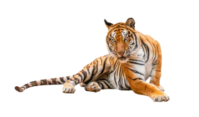Wandcirkels tuinposter royal tiger (P. t. corbetti) isolated on on transparent background. png file. clipping path included. The tiger is staring at its prey. Hunter concept. © Puttachat