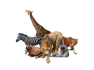 Wild Zoo Animals on transparent background. png file. Composite of a large group of wildlife zoo animals together over a white horizontal web banner or social media cover.