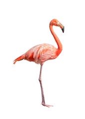 flamingo (Phoenicopterus ruber) Heart shape, neck curl and standing posture isolated on transparent background. this has cut paths. png file. - obrazy, fototapety, plakaty