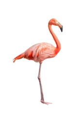 Fotobehang flamingo (Phoenicopterus ruber) Heart shape, neck curl and standing posture isolated on transparent background. this has cut paths. png file. © Puttachat