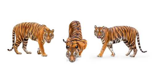 collection, royal tiger (P. t. corbetti) isolated on on transparent background. png file. clipping path included. The tiger is staring at its prey. Hunter concept.
