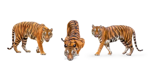  collection, royal tiger (P. t. corbetti) isolated on on transparent background. png file. clipping path included. The tiger is staring at its prey. Hunter concept. © Puttachat
