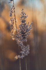Reed grass top in sunlight. High quality photo