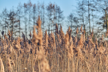 Reed Grass in winter sun. High quality photo