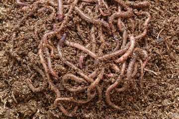 cultured earthworms for removing vermicompost as a fertilizer used in agriculture