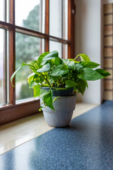 Fototapeta na wymiar Green plant in a pot in front of a window