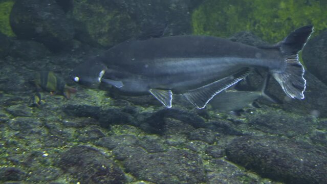 Close up Iridescent shark,Sutchi catfish swimming along the ground.